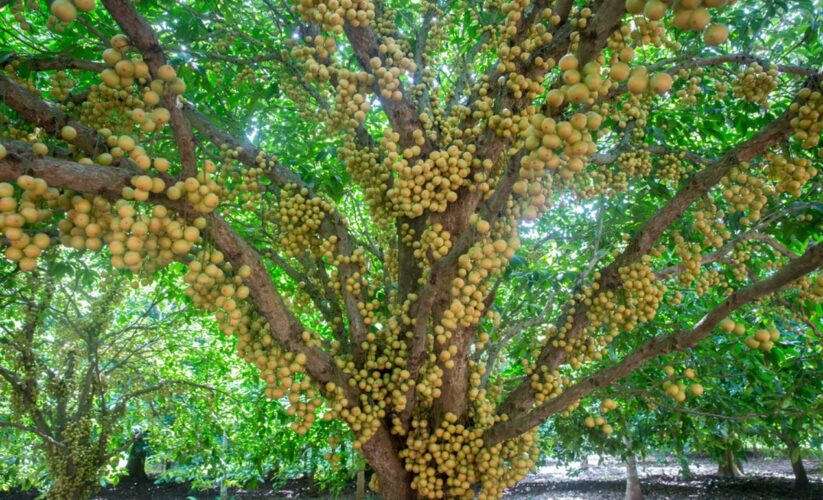 Burmese Grape (Baccaurea Ramiflora)