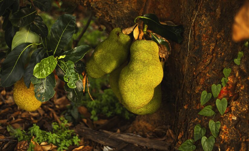 Jackfruit (Artocarpus Heterophyllus)