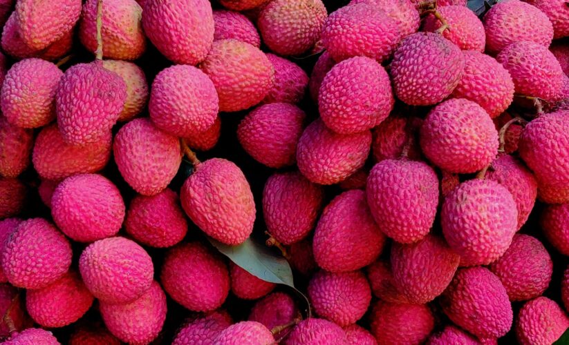 Litchi (Litchi Chinensis)