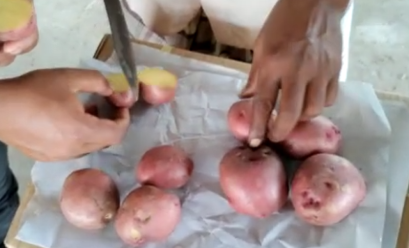 checking-the-quality-of-potatos