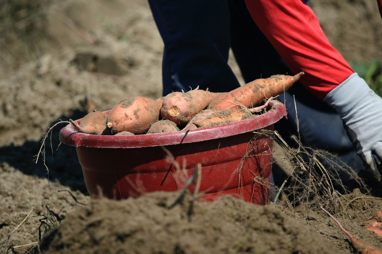 Fresh Sweet Potatoes