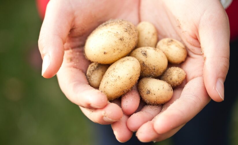 Do’s and Don’ts for Farmer Brothers in Potato Plantation